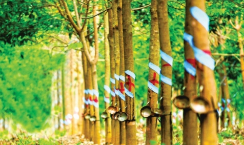 Thực trạng ngành Cao su sau khi Việt Nam ký kết Hiệp định CPTPP