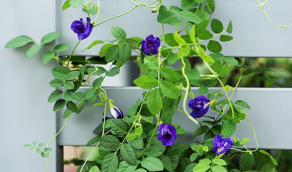 Tối ưu hóa điều kiện trích ly Anthocyanin từ hoa đậu biếc (Clitoria Ternatean l.)
