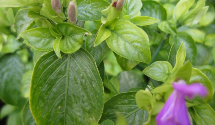 Tối ưu hóa điều kiện trích ly anthocyanin từ lá Cẩm (Peristrophe Bilvalvis (L.)