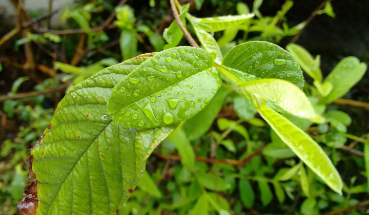 Ảnh hưởng của phương pháp trích ly và thanh trùng đến hợp chất sinh học của nước giải khát lá ổi (Psidium guyjava L.)