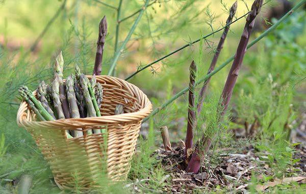 Ảnh hưởng của phụ gia tạo nhớt và nhiệt độ đến tính chất lưu biến của nước quả đục măng tây xanh