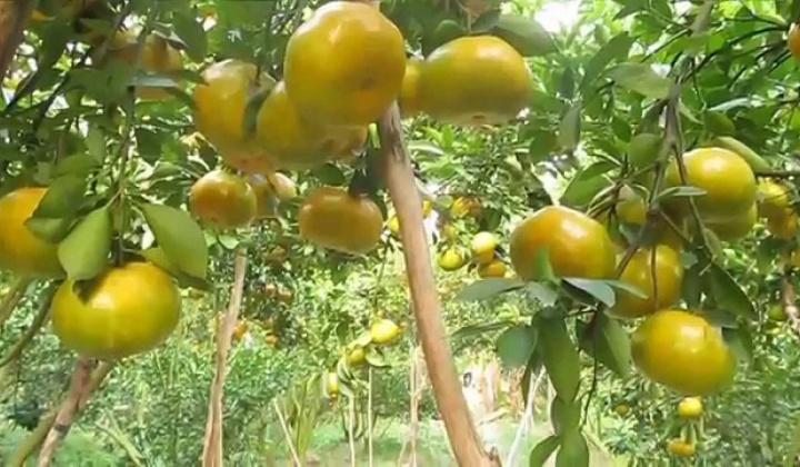 Xây dựng các mô hình trồng cây ăn trái tại tỉnh Bến Tre tương quan với độ mặn trong đất