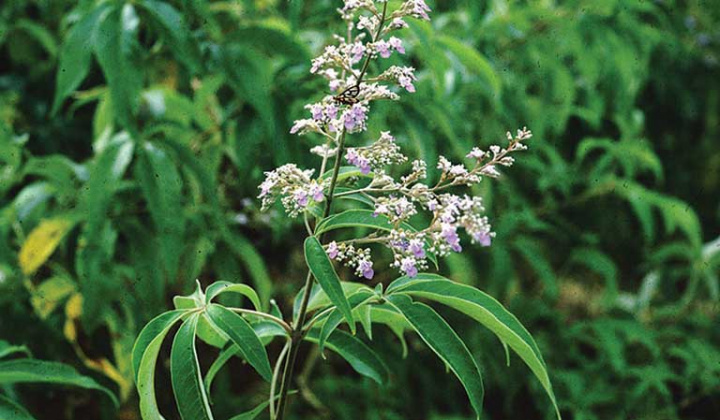 Nghiên cứu chiết xuất và khảo sát tính kháng khuẩn của tinh dầu lá ngũ trảo (Vitex Negundo Linn.)