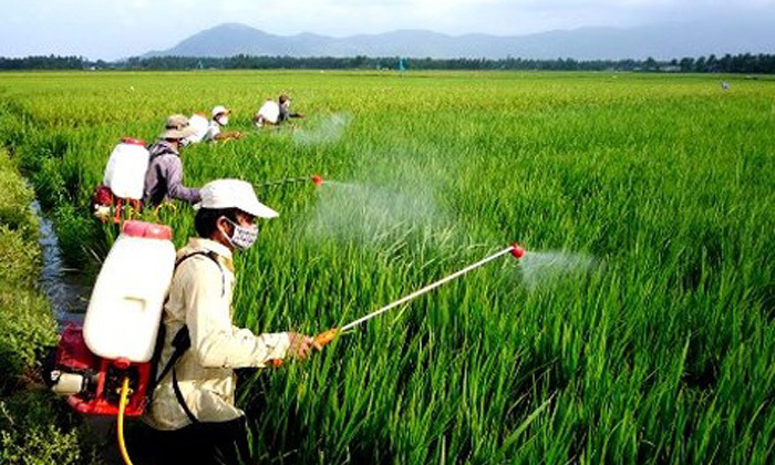 Nghiên cứu thị trường thuốc bảo vệ thực vật trong sản xuất lúa tại tỉnh Đồng Tháp