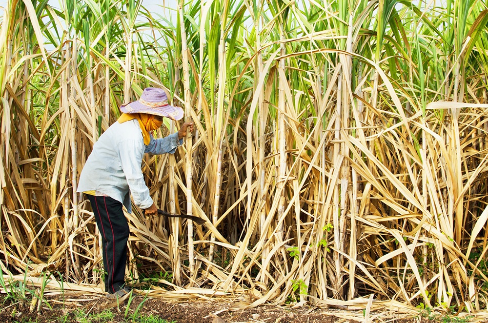 Tiếp tục áp thuế chống lẩn tránh phòng vệ thương mại với một số sản phẩm đường mía của Myanmar