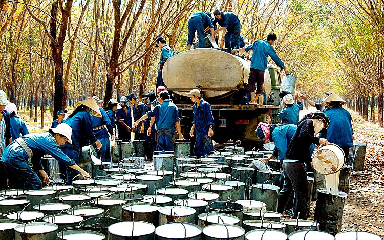 xuất khẩu cao su