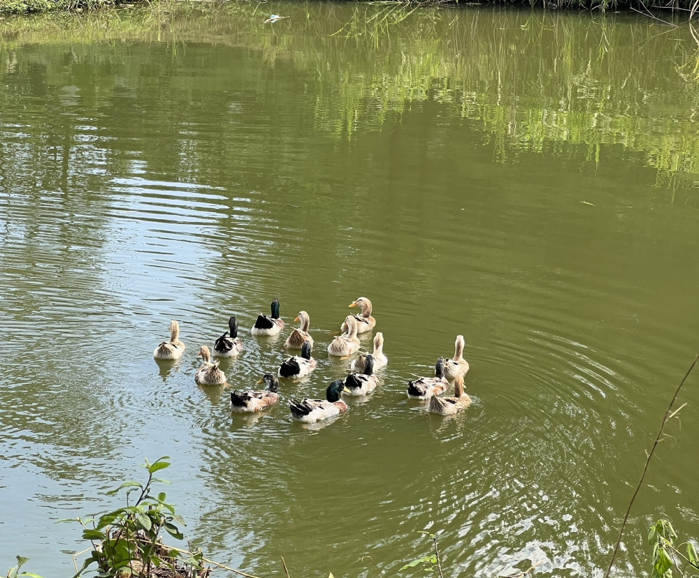 Khoảng sản Luyện kim Việt Trung