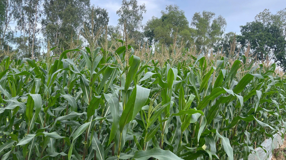 Thanh niên, cán bộ Đoàn tiên phong xử lý chất thải nông nghiệp - Chung tay bảo vệ môi trường xanh