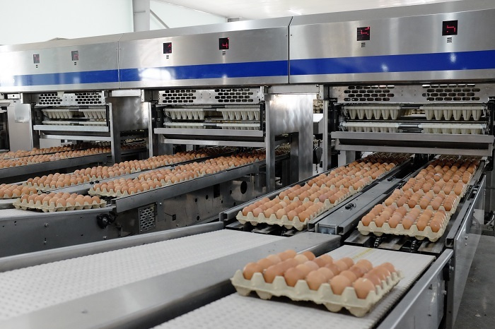 Dây chuyền đóng gói tự động trứng gà Hòa Phát
