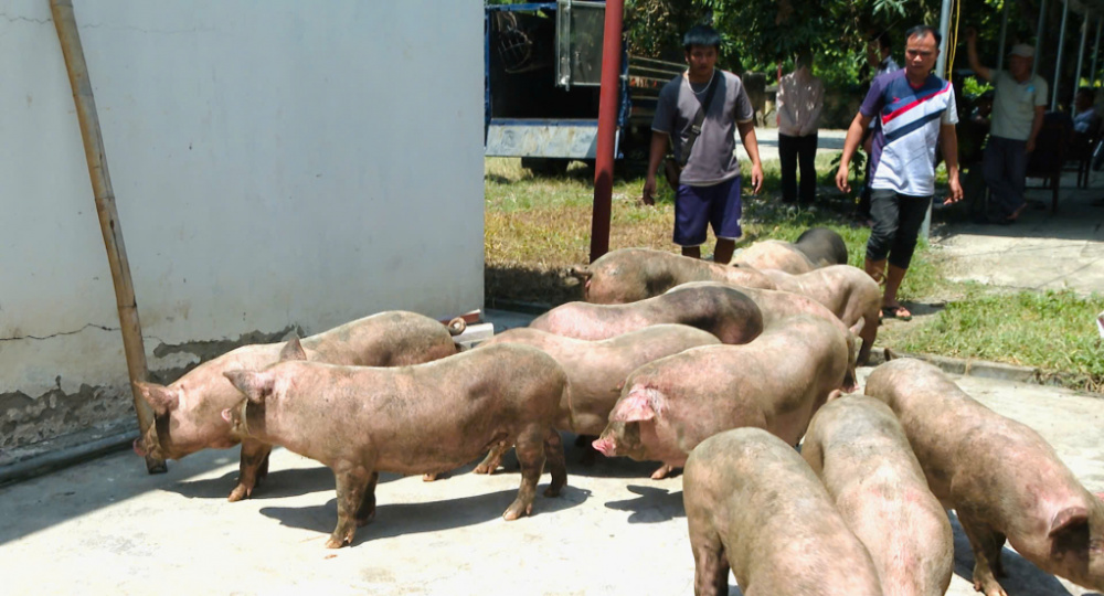 lợn không rõ nguồn gốc