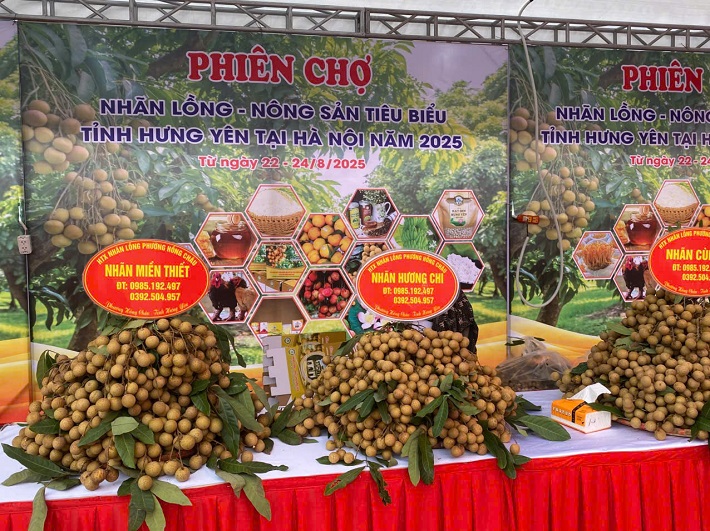 Nhãn lồng