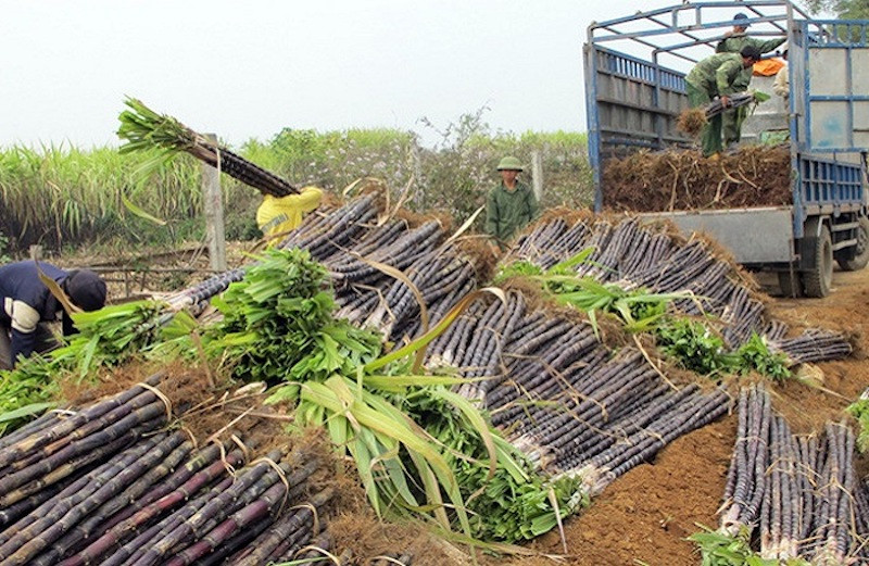 mía đường