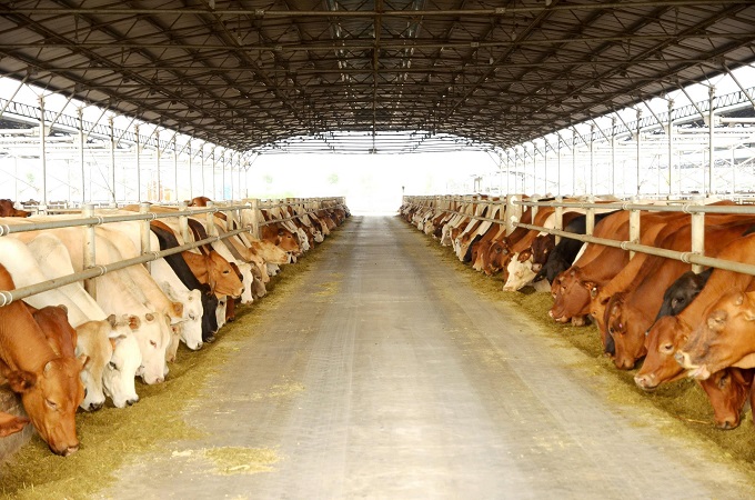 Hòa Phát dẫn đầu thị phần bò Úc tại Việt Nam