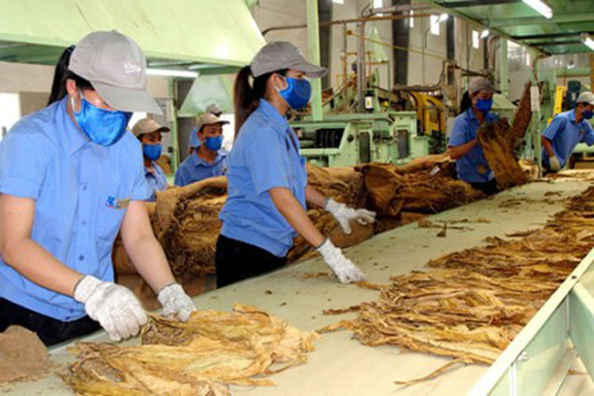thuốc lá nguyên liệu