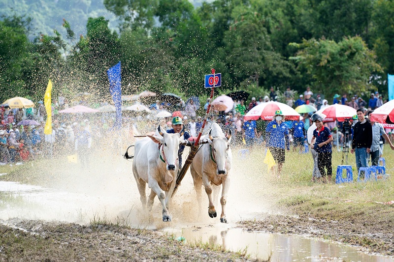 Hội Đua bò Bảy Núi