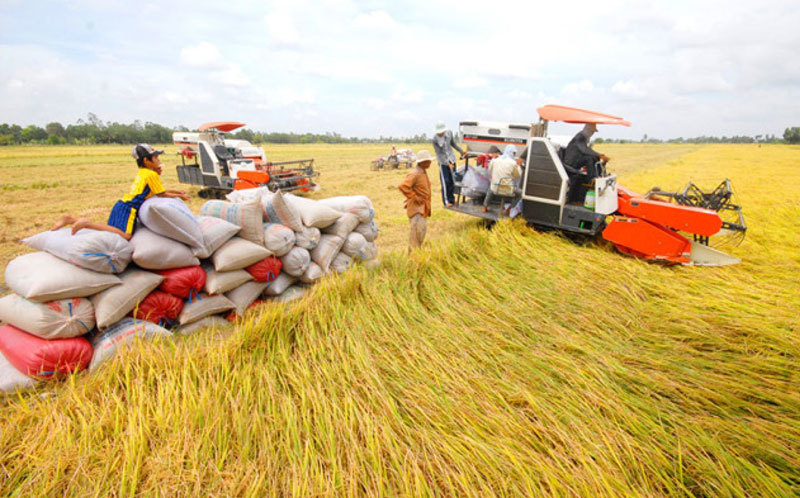 Bộ Công Thương: Tăng cường giải pháp thúc đẩy sản xuất, xuất khẩu gạo, ổn định thị trường trong nước