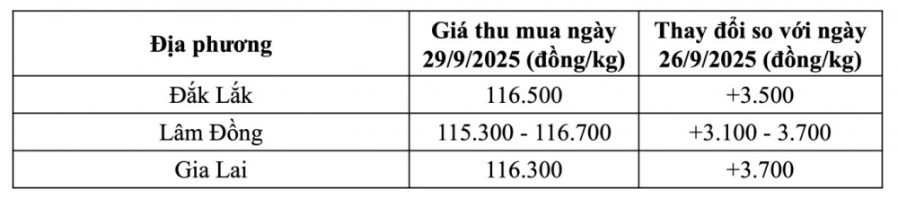 Giá cà phê hôm nay ngày 29/9 tại thị trường trong nước