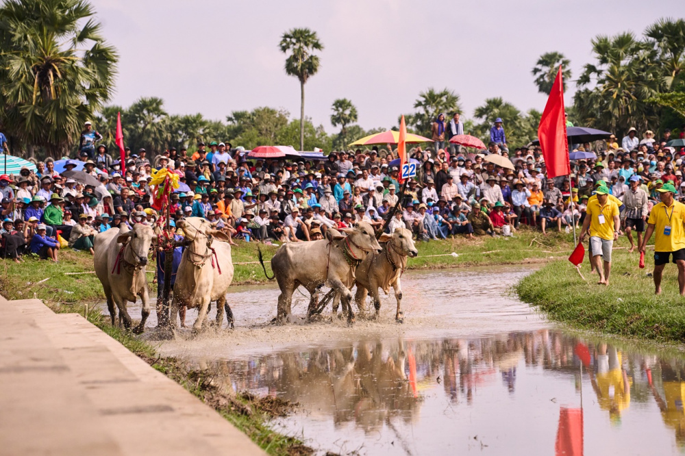 Bình Điền: 5 năm đồng hành cùng di sản Đua bò Bảy Núi