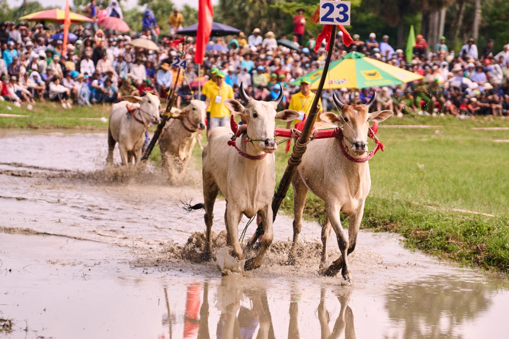 Bình Điền: 5 năm đồng hành cùng di sản Đua bò Bảy Núi
