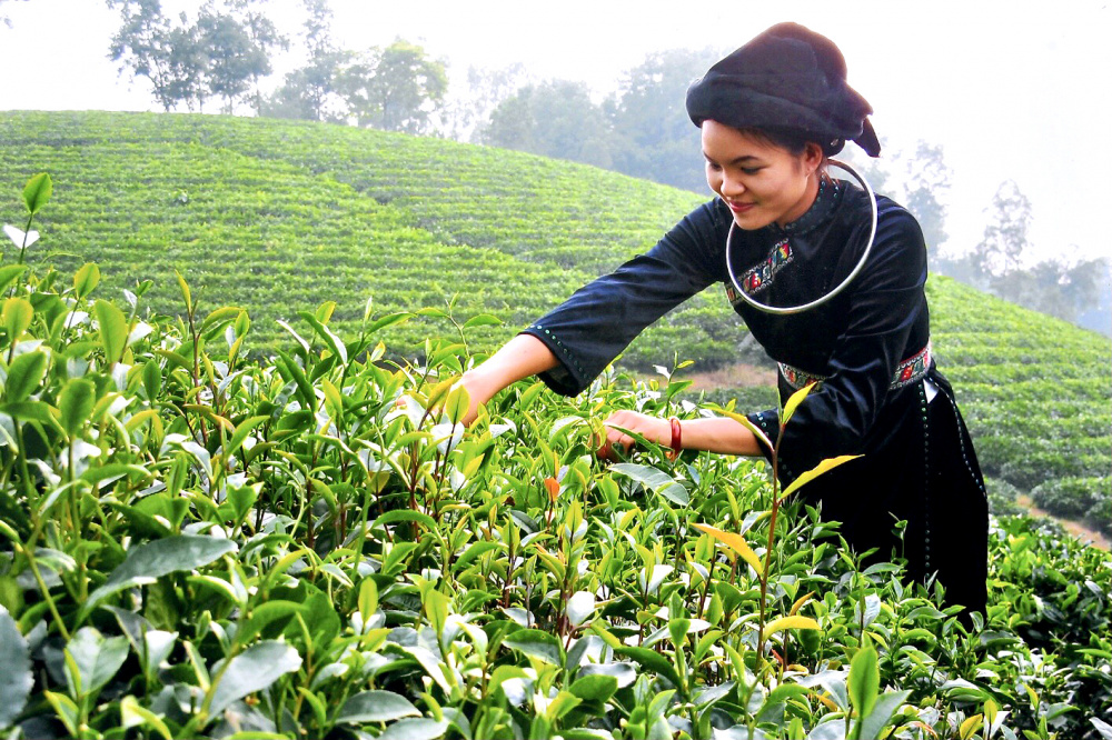 Thứ trưởng sử dụng câu chuyện của Chè Thái Nguyên