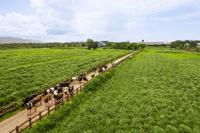 Từ tầm nhìn tự chủ nguồn nguyên liệu sữa tươi trong nước, đến nay, Vinamilk đã có 15 trang trại đạt các chuẩn mực quốc tế như Global S.L.P., ISO 9001:2015, EU Organic (Ảnh: Minh Anh).