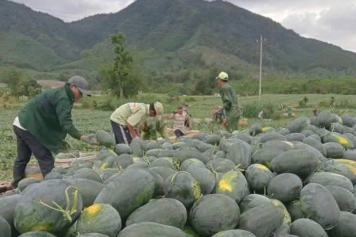 dưa hấu Gia Lai