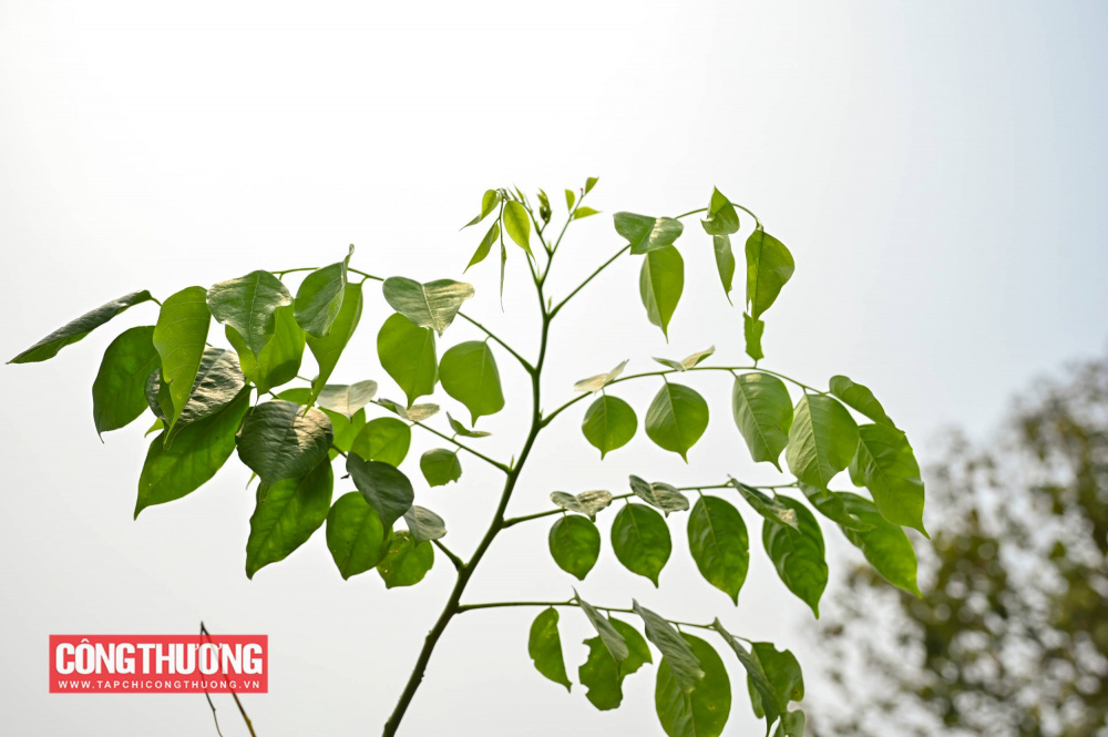 Thanh niên ngành Công Thương lan tỏa tinh thần xung kích qua chuỗi hoạt động tình nguyện tại Lào Cai