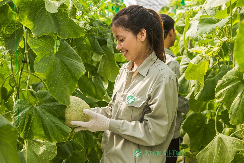 nông nghiệp hàng hóa