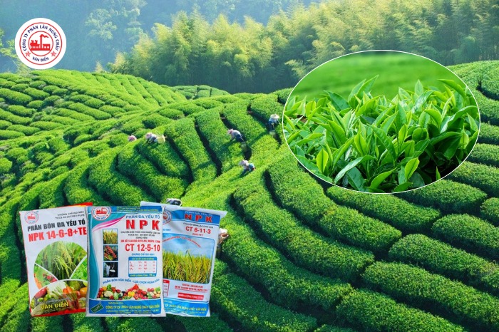 phân bón văn điển