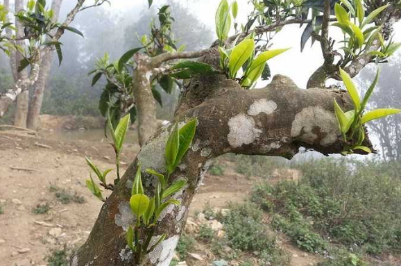 chè cổ thụ