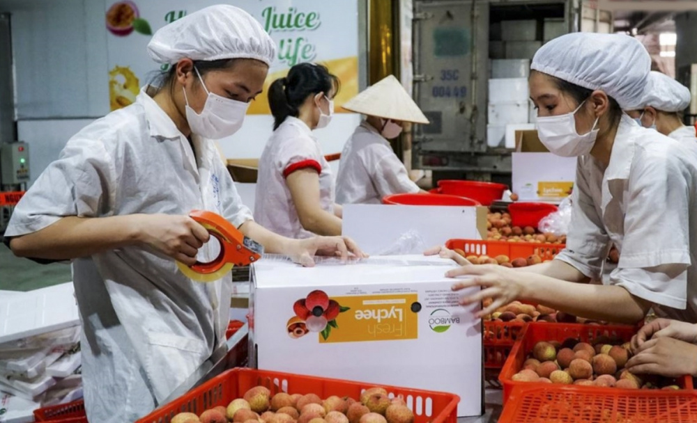 Bộ Công Thương: Đồng bộ các giải pháp hỗ trợ tiêu thụ và xuất khẩu quả vải trong niên vụ 2026