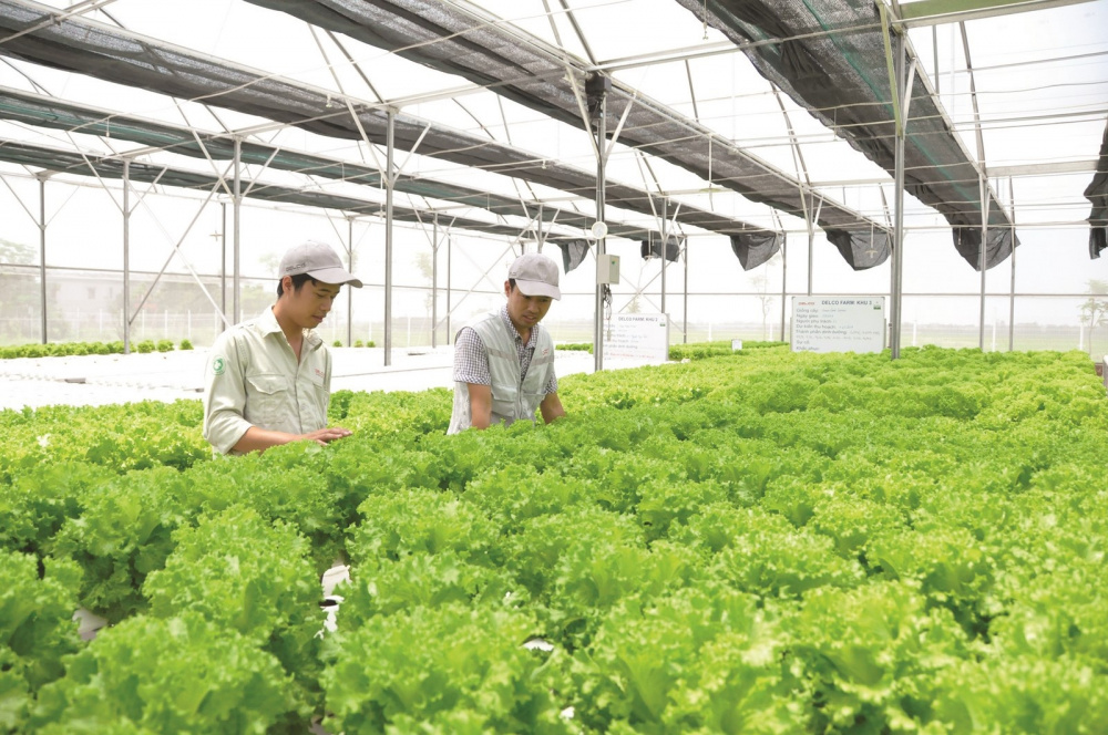 Giai cấp nông dân