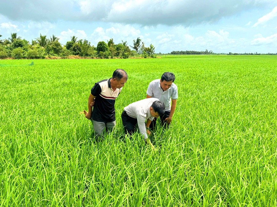 Lo từ gốc để cây lúa khỏe hơn