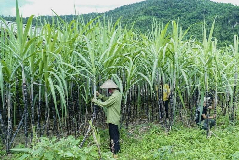 Tiếp tục gia hạn áp dụng biện pháp chống bán phá giá và chống trợ cấp với đường mía Thái Lan