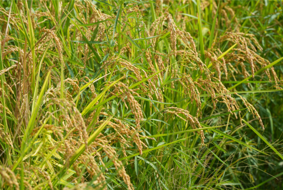 Phân bón Việt Nhật