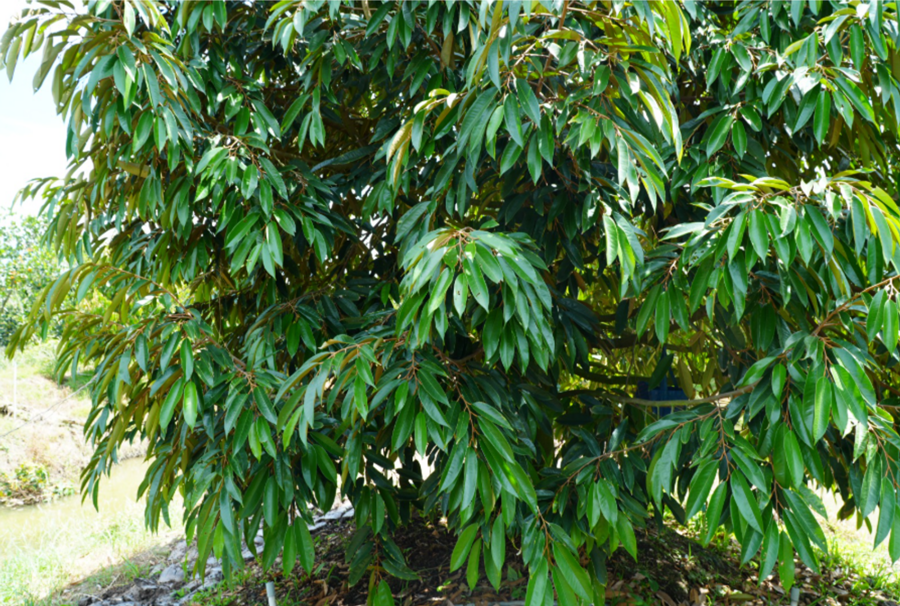 Phân bón Việt Nhật
