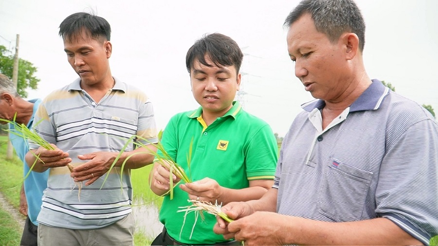 Khi đất được ‘hồi sinh’ thì cây lúa tự khắc khỏe mạnh