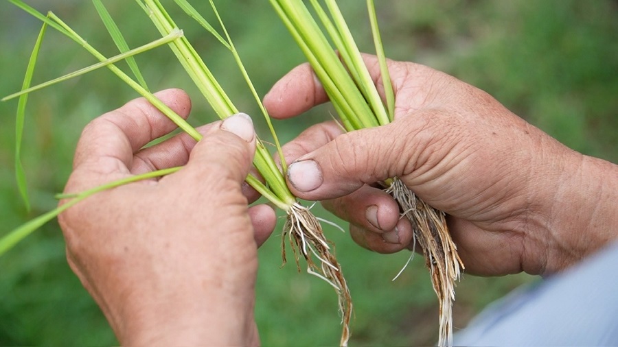 Khi đất được ‘hồi sinh’ thì cây lúa tự khắc khỏe mạnh
