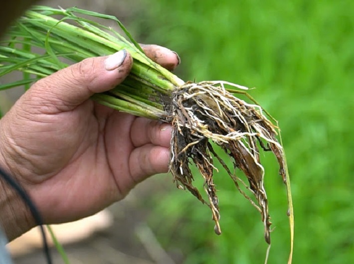 đất phèn