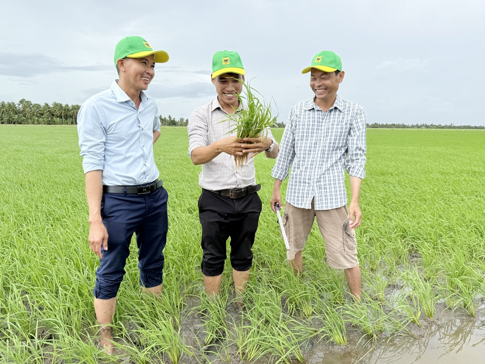 Đổi mới tư duy trên vùng đất phèn để tăng hiệu quả trồng lúa