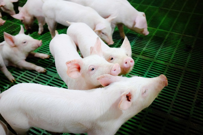 Chăn nuôi heo đóng góp lớn nhất vào kết quả lĩnh vực Nông nghiệp Hòa Phát.