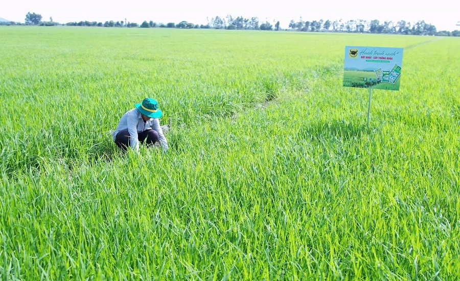 Chuyện người nông dân ‘đánh thức’ vùng đất nhiễm phèn