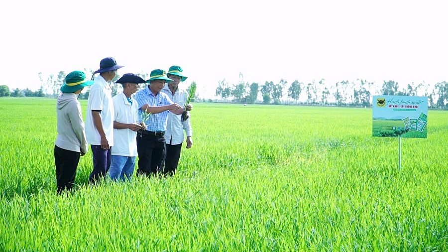 Chuyện người nông dân ‘đánh thức’ vùng đất nhiễm phèn