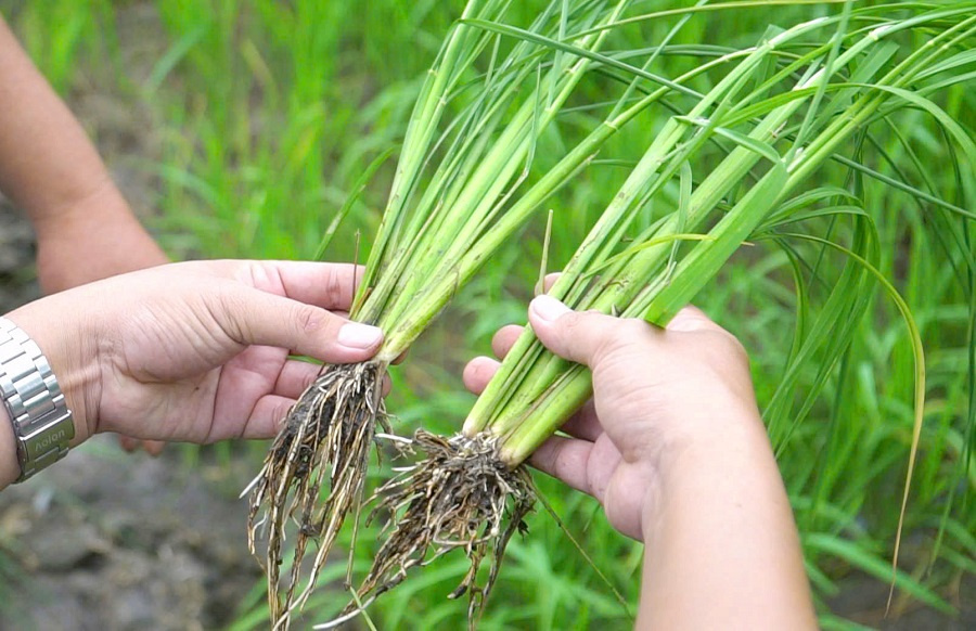 Chuyện người nông dân ‘đánh thức’ vùng đất phèn