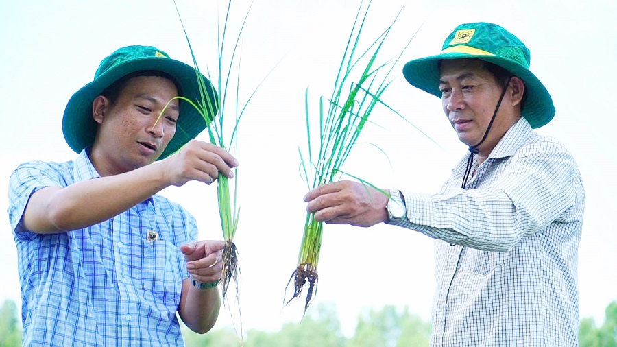 Chuyện người nông dân ‘đánh thức’ vùng đất phèn