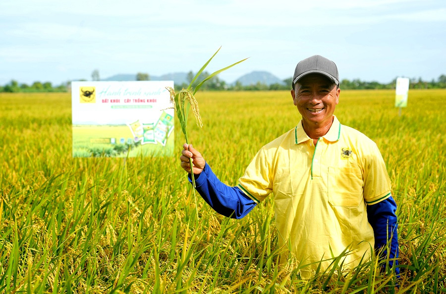 Nâng pH đất phèn-chìa khóa hạ giá thành lúa hè thu ở Tứ giác Long Xuyên