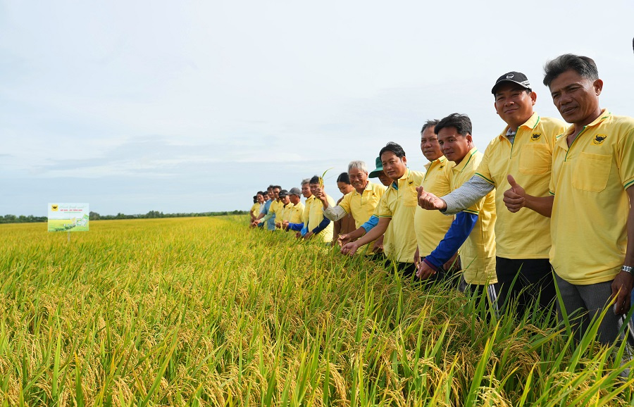 Nâng pH đất phèn-chìa khóa hạ giá thành lúa hè thu ở Tứ giác Long Xuyên