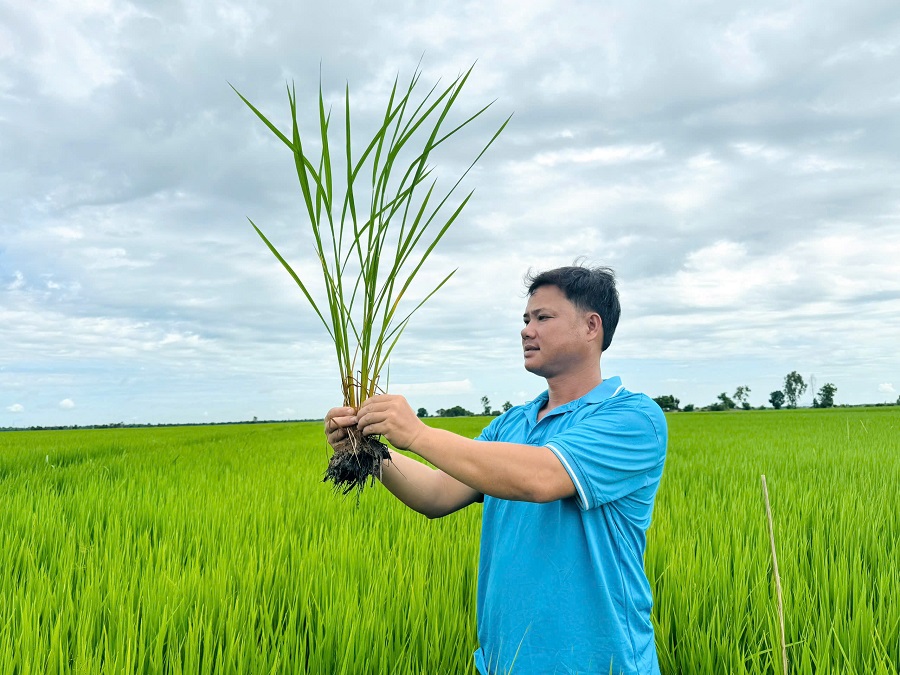 Cải tạo đất đầu vụ, chủ động hạn chế ngộ độc phèn cho lúa