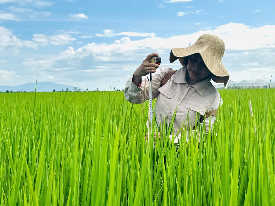 Cải tạo đất đầu vụ, chủ động hạn chế ngộ độc phèn cho lúa