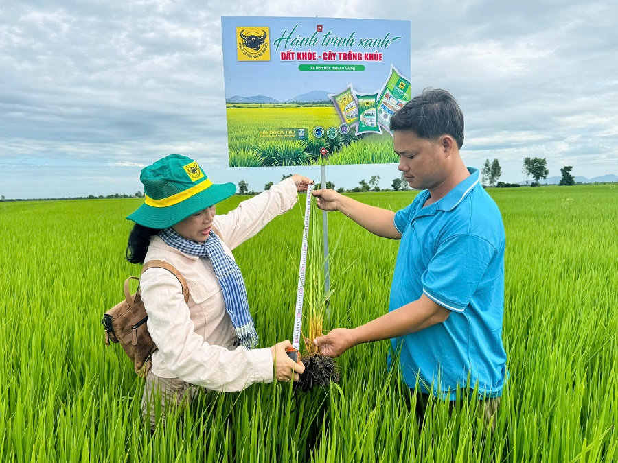 Cải tạo đất đầu vụ, chủ động hạn chế ngộ độc phèn cho lúa